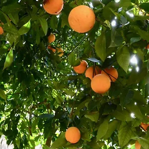 Il Giardino Delle Zagare - Miniappartamento Tra Etna E Mare Riposto